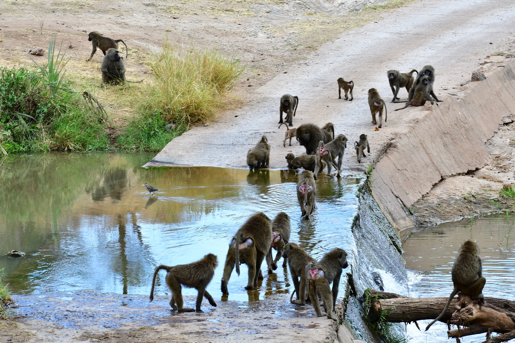 Buffalo Springs Nat. Reserve